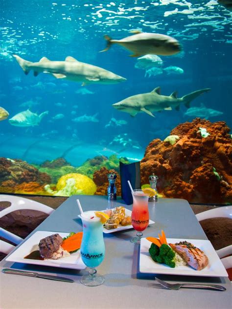 Sharks Underwater Grill® And Full Dining Menu SeaWorld Orlando | lupon.gov.ph