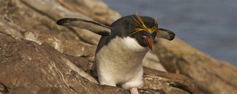 Macaroni Penguin | Antarctica Wildlife | South American Vacations