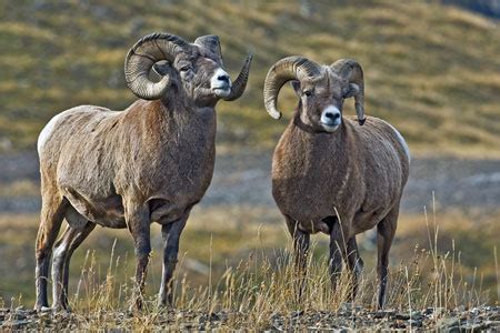 Bighorn Sheep Facts for Kids - NatureMapping