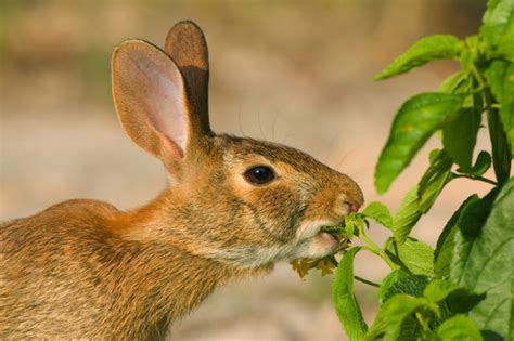 Pictures Of Animals Eating Plants | Pictures of Nnature