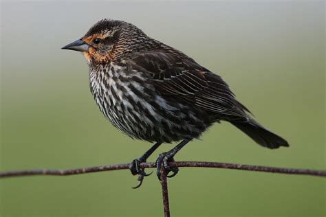 red-winged blackbird | Science Buzz | Black bird, Red wing blackbird, Bird