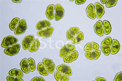 Algae, Cosmarium Turpinii, Micrograph Stock Photo | Royalty-Free | FreeImages