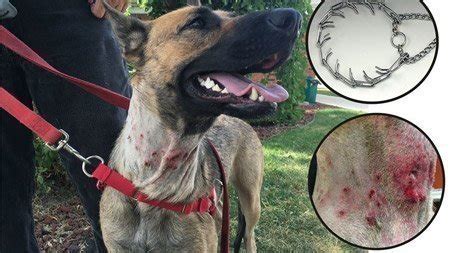 Petition · Stop The Use of Prong Collars On Dogs. - United States ...