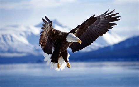 Bald Eagle Wallpapers - Wallpaper Cave