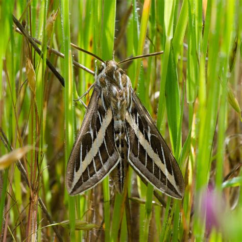 White Lined Sphinx Moth (Hyles lineata) | White Lined Sphinx… | Flickr