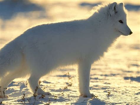 Le Volpi: curiosità che ignoravi su questi fantastici animali - Il Bosone