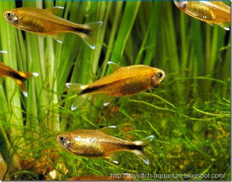 My-Aquarium: Silver tip tetra