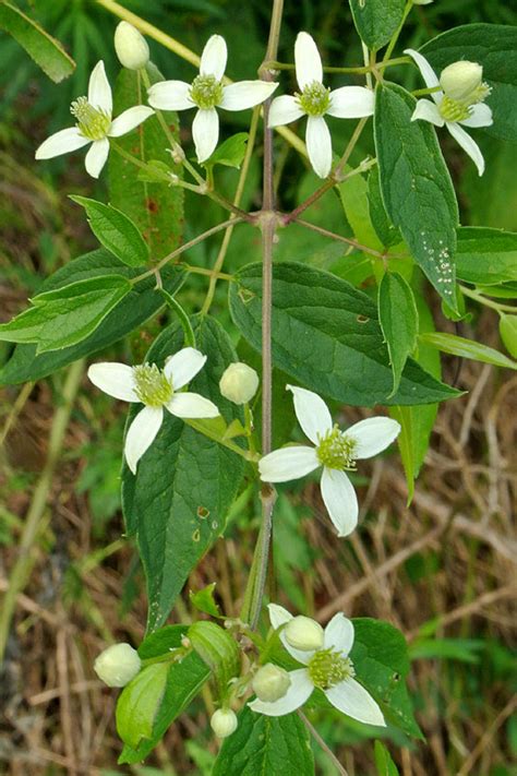 Clematis virginiana