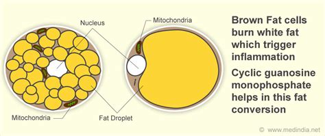 Inflammation Halts Brown Fat Cells to Burn Fat