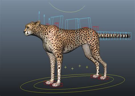 cheetah for Maya - Free Character Rigs Downloads for Maya | Character ...