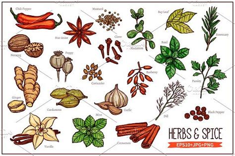 Herbs and Spices Sketches