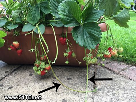 Saving Strawberry Plants from Strawberry Runners / How to « S1TE.net