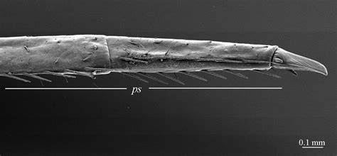 Eupolybothrus cavernicolus Komerički & Stoev sp. n. (Chilopoda: Lithobiomorpha: Lithobiidae ...