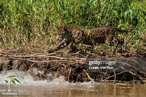 Jaguar Caiman Photos and Premium High Res Pictures - Getty Images