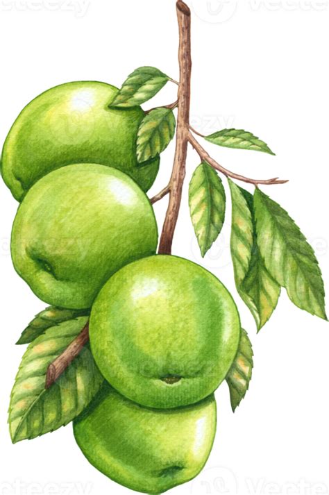 Green apple fruit watercolor element 24248039 PNG