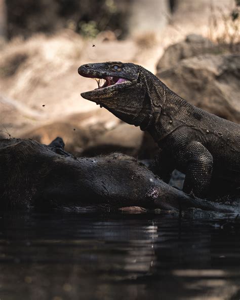 Komodo dragons, Komodo National Park, Flores Island, Indoneseia. The Komodo National Park ...