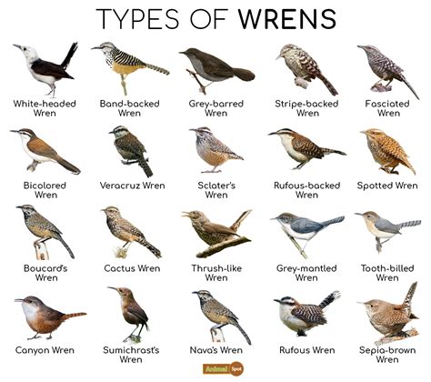 Wren Facts, Types, Diet, Reproduction, Classification, Pictures | Backyard birds watching ...