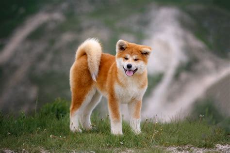 Top 10 Most Beautiful Dog Breeds » Petsoid