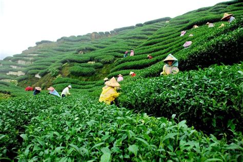 Tea Garden in Assam, Incredible India | Tourist places, Tea garden, Tea estate