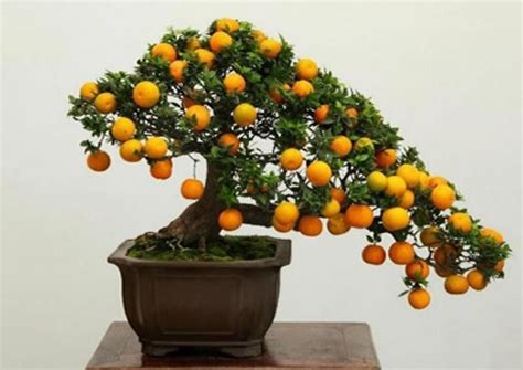 Cessez d'acheter des mandarines! Voici comment en cultiver facilement, à la maison! | Bonsai ...