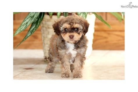 Butterfly: Cavachon puppy for sale near Lancaster, Pennsylvania | 9a892815-5811