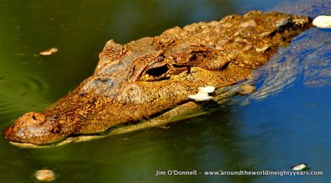 Wildlife in Panama - Spectacled Caiman - Soberania National Park ...