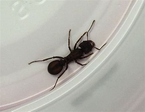 [Tucson AZ] 1/3" brown ant with a dark stripe on its abdomen. : r ...