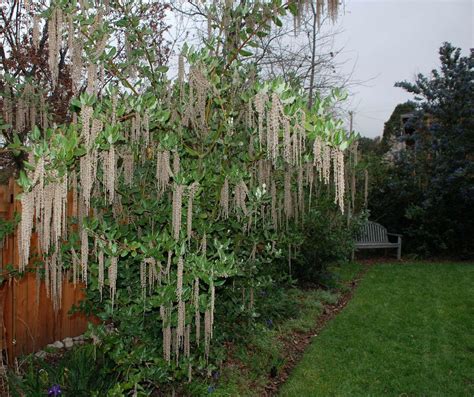 Garrya elliptica 'James Roof' - James Roof Silktassle | Backyard trees, California native plants ...