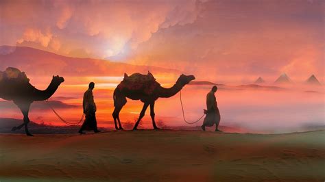 Camel Desert Sunset Wallpaper