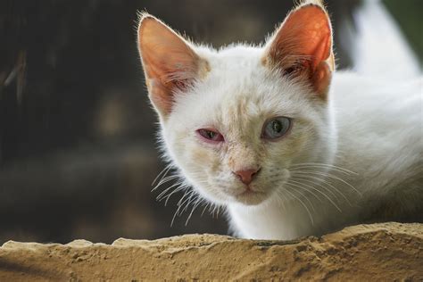 Pink Eye In Cats