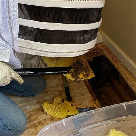 Honey Bee Removal Service for the Birmingham Area - Covenant Wildlife