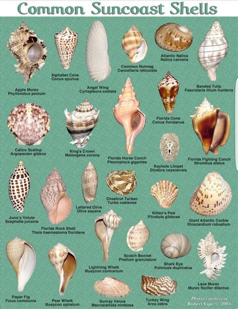 Common Shells https://www.facebook.com/coastalelegance1/photos/a ...