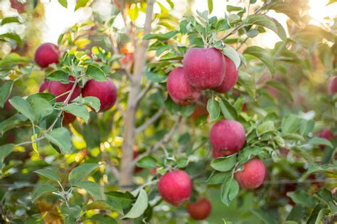 Why It Takes Decades To Breed New Apple Varieties | Discover Magazine