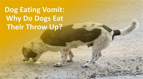 Why Do Dogs Eat Their Vomit? (Quick Answer) - iPetCompanion