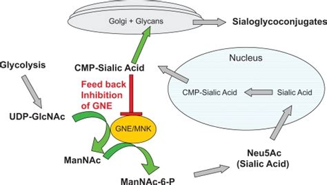 Sialic acid pathway. GNE/MNK is the rate limiting step in the pathway ...