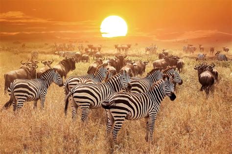 Serengeti National park - Tanzania Safaris | Tanzania National Parks