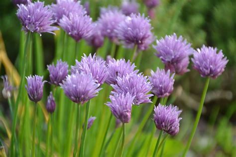 5 Varieties of Chives to Grow at Home (with Pictures) | House Grail