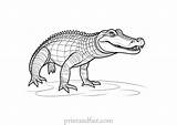 Free Alligator Coloring Page  Printable Sheet sketch template
