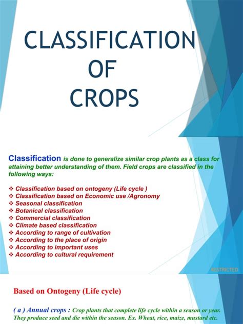 A Concise Guide to Crop Classification: Organizing Agricultural Produce ...