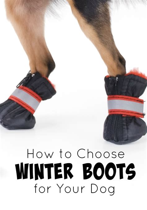 How to Choose Winter Boots for Your Dog