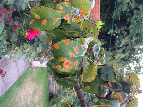 Pear tree rust. How do I tackle it? — Forum | gardenersworld.com