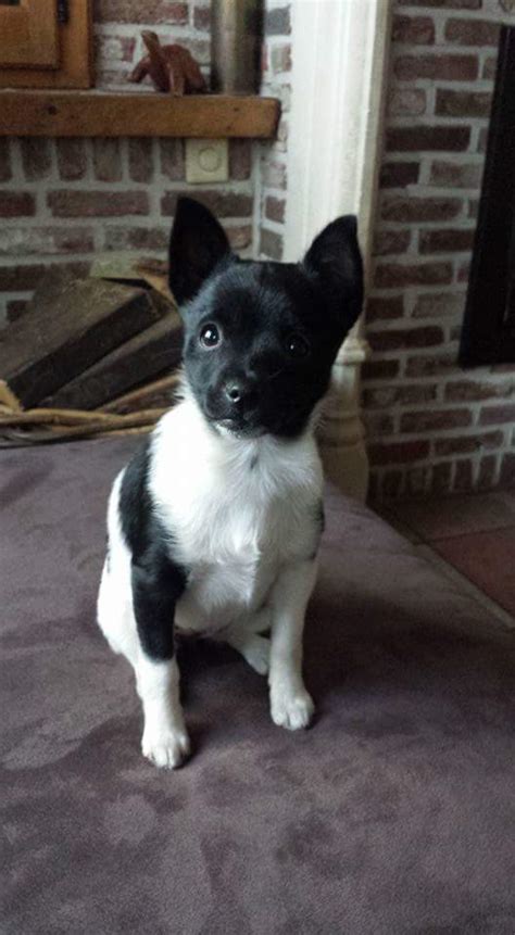 Schipperkes and Color - Kurakuma Schipperkes