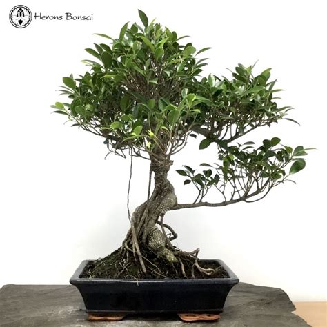 Indoor Ficus Bonsai Tree from Herons Bonsai Nursery