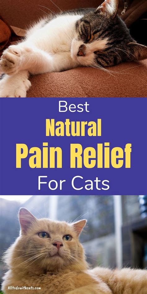 Natural pain relief for cats – Artofit