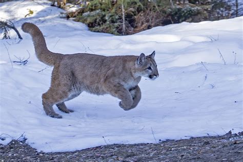 Carnivore Reintroductions — Before, During, and After; Variables and ...