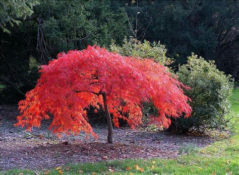 IRIDESCENT Japanese Miniature Maple | Maple tree landscape, Trees for front yard, Japanese maple ...