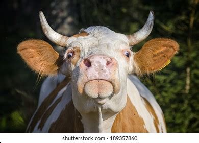 14,964 Angry Cow Stock Photos, Images & Photography | Shutterstock