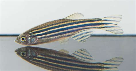 Zebrafish as lab animal increasingly popular | Noldus