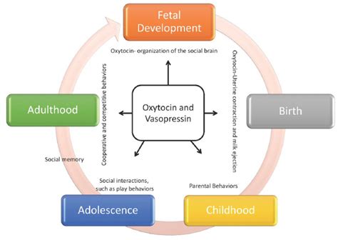 Oxytocin and Vasopressin: Powerful Regulators of Social Behavior - Heather K. Caldwell, 2017