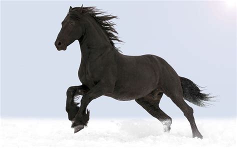 Black Horse Running In The Snow | Horses, Black horse, Horse wall